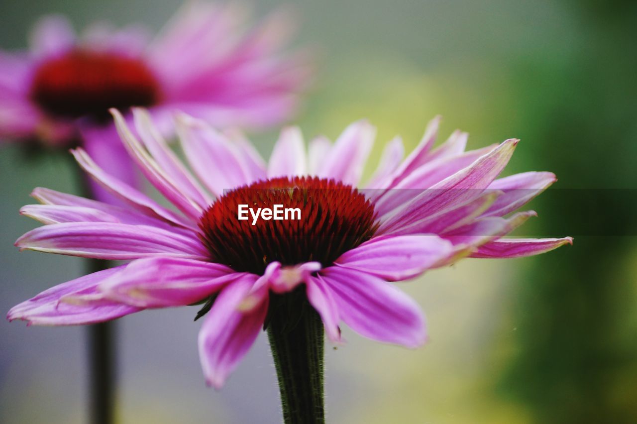 CLOSE-UP OF CONEFLOWER BLOOMING OUTDOORS