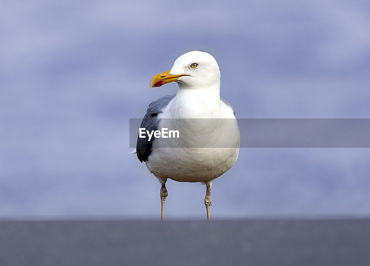 CLOSE-UP OF SEAGULL PERCHING ON SEA