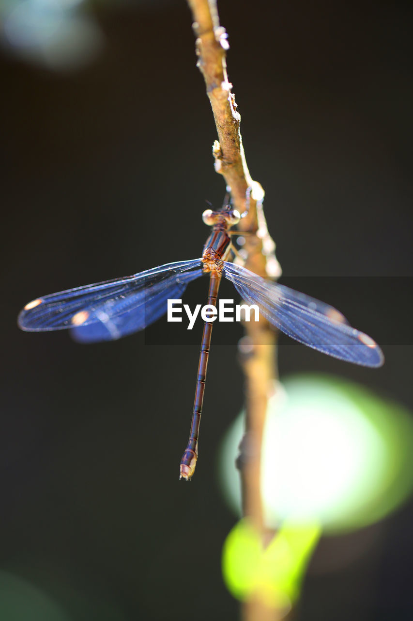 Close-up of dragonfly on plant stem