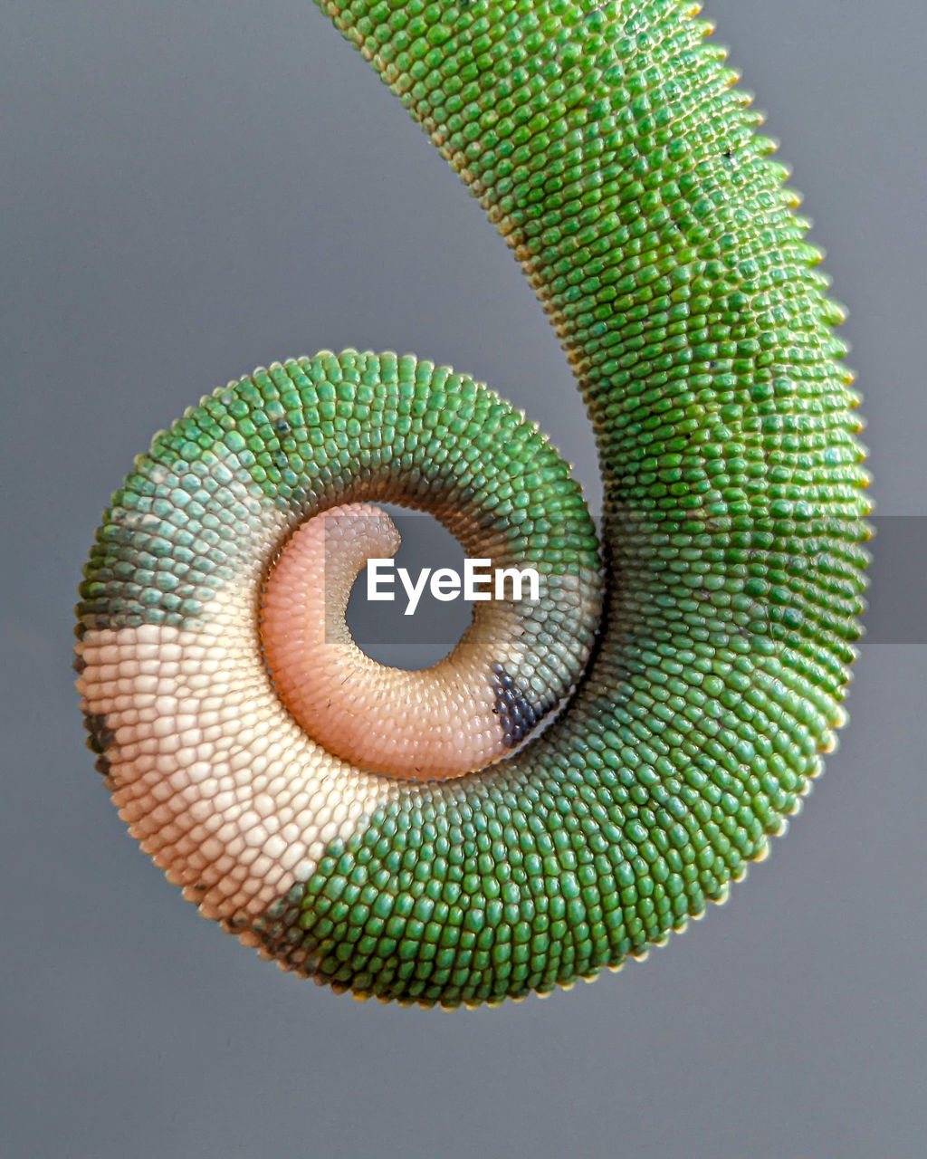 green, studio shot, reptile, animal themes, animal, one animal, no people, close-up, spiral, gray background, circle, colored background, animal wildlife, snake, curled up, indoors, leaf, serpent, gray, nature, animal body part