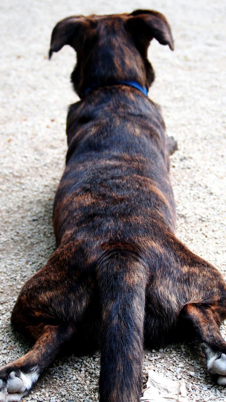 REAR VIEW OF DOG LOOKING AWAY