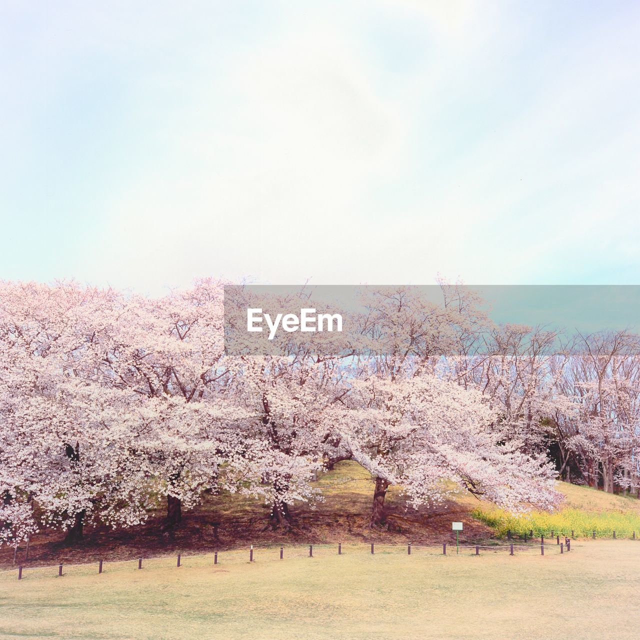 TREES ON FIELD AGAINST SKY