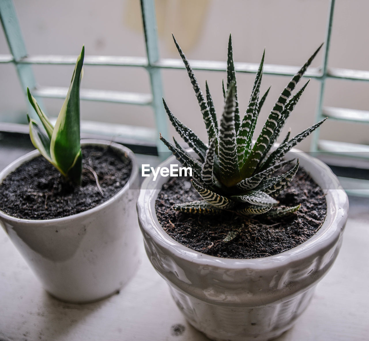 Close-up of potted plant