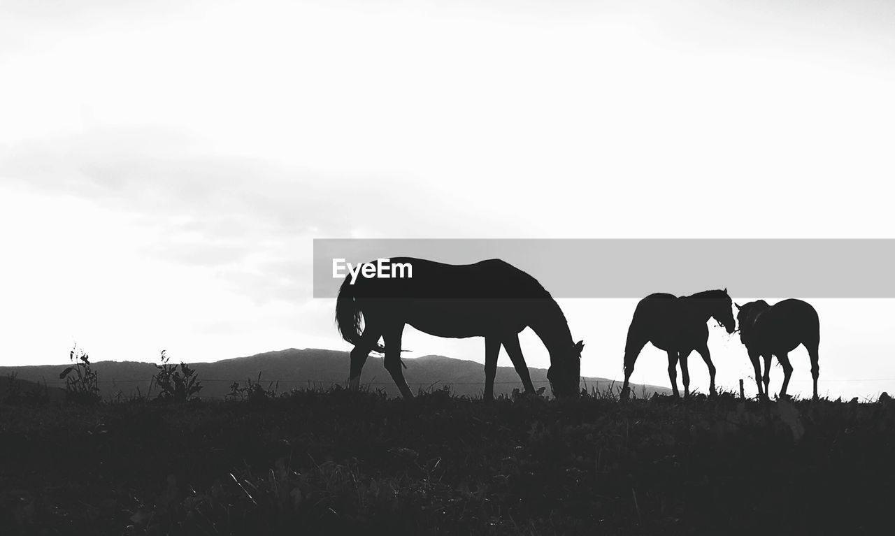 Silhouette horses on field against sky