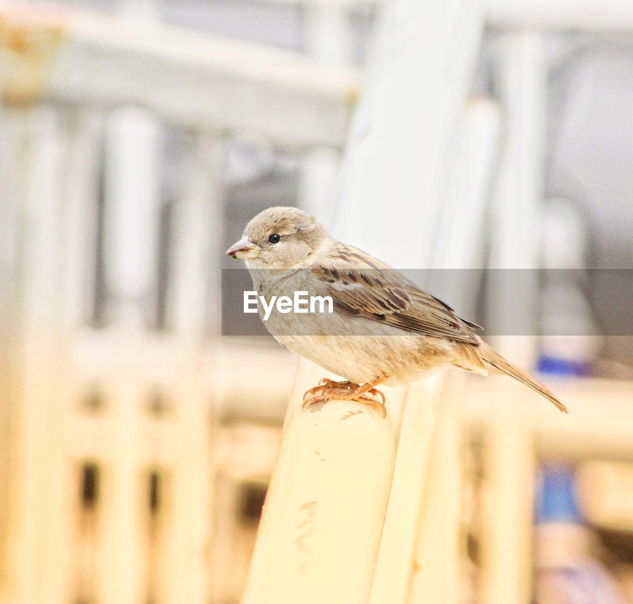 CLOSE-UP OF A BIRD PERCHING ON WOOD