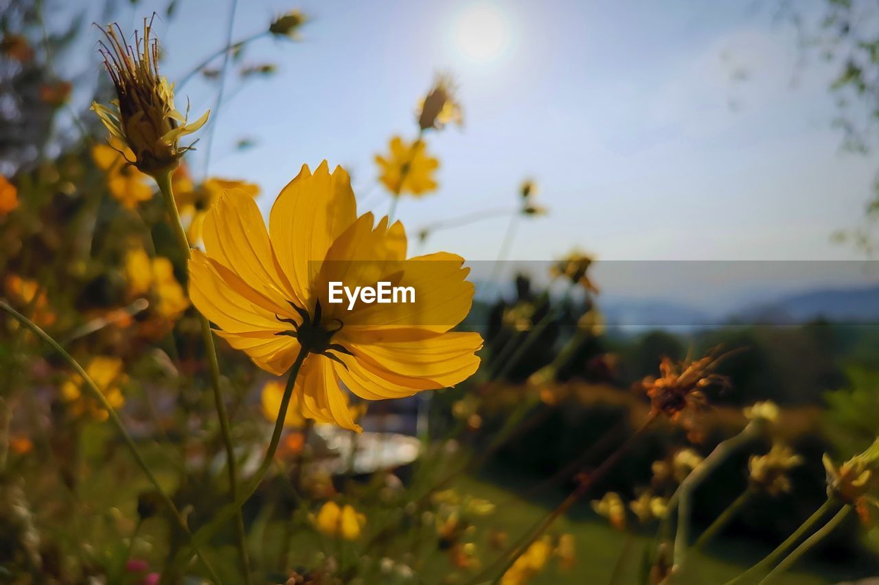 Close-up of yellow flowering plant on field