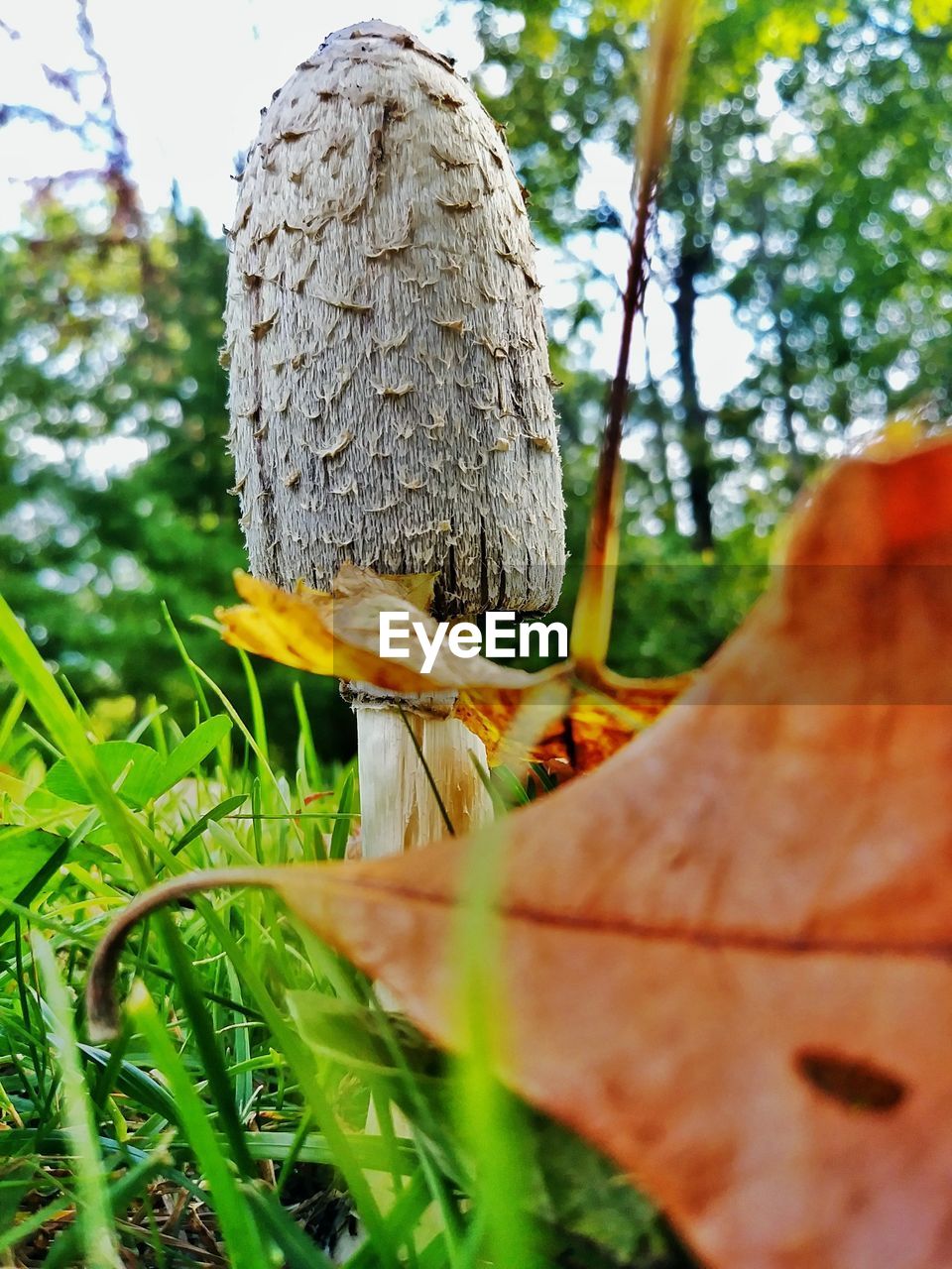 CLOSE-UP OF MUSHROOM ON FIELD