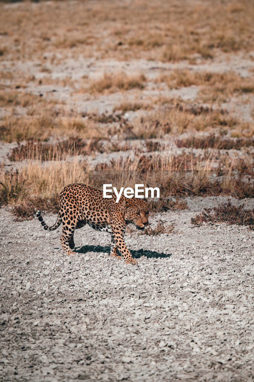 Leopard crawling through the savannah in etosha national park, namibia