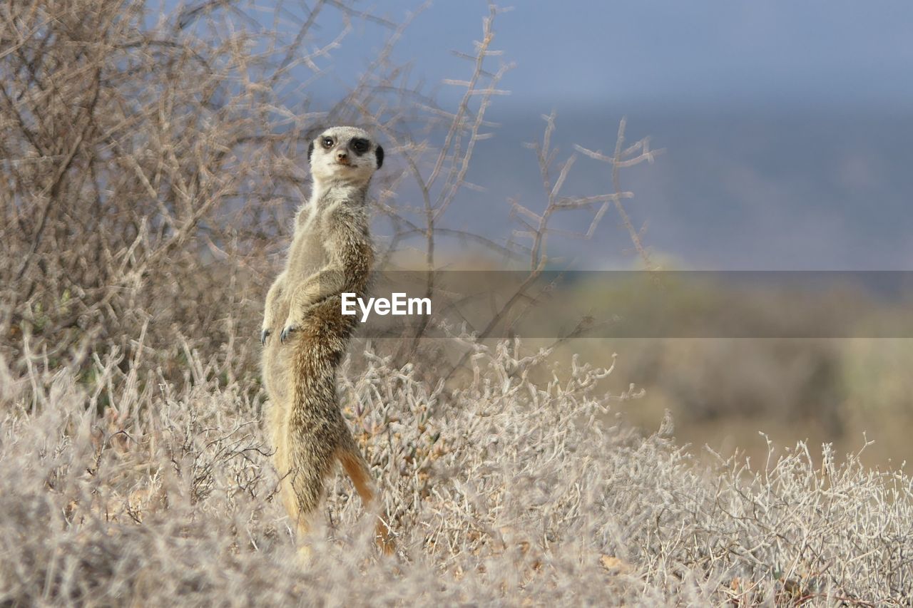 Meerkat standing on field against sky