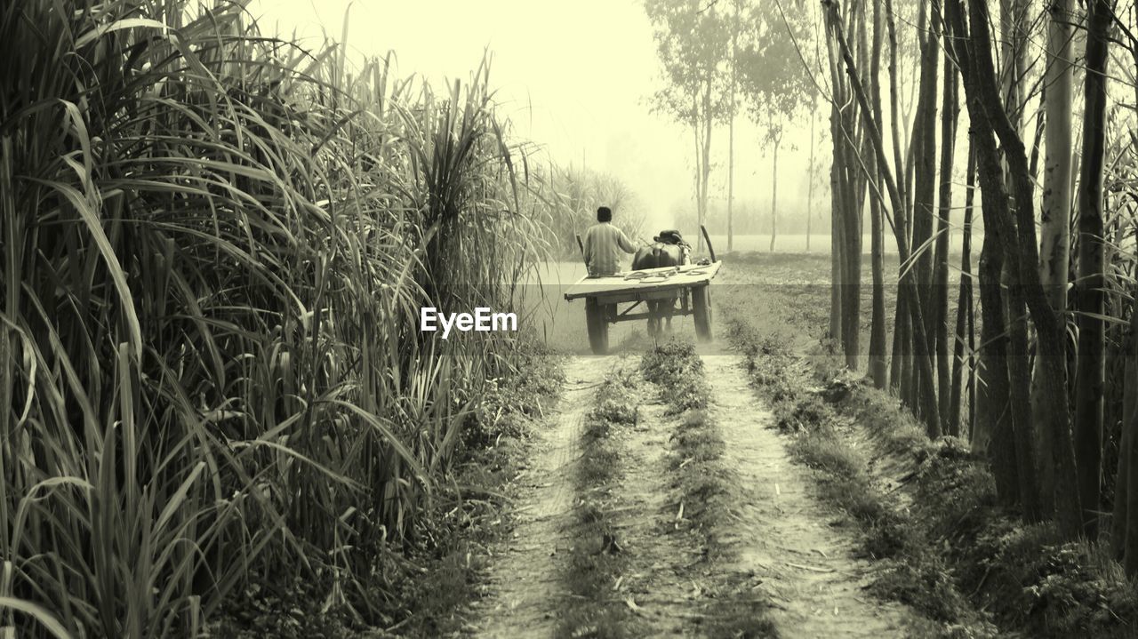 PEOPLE WALKING ON GRASSY FIELD