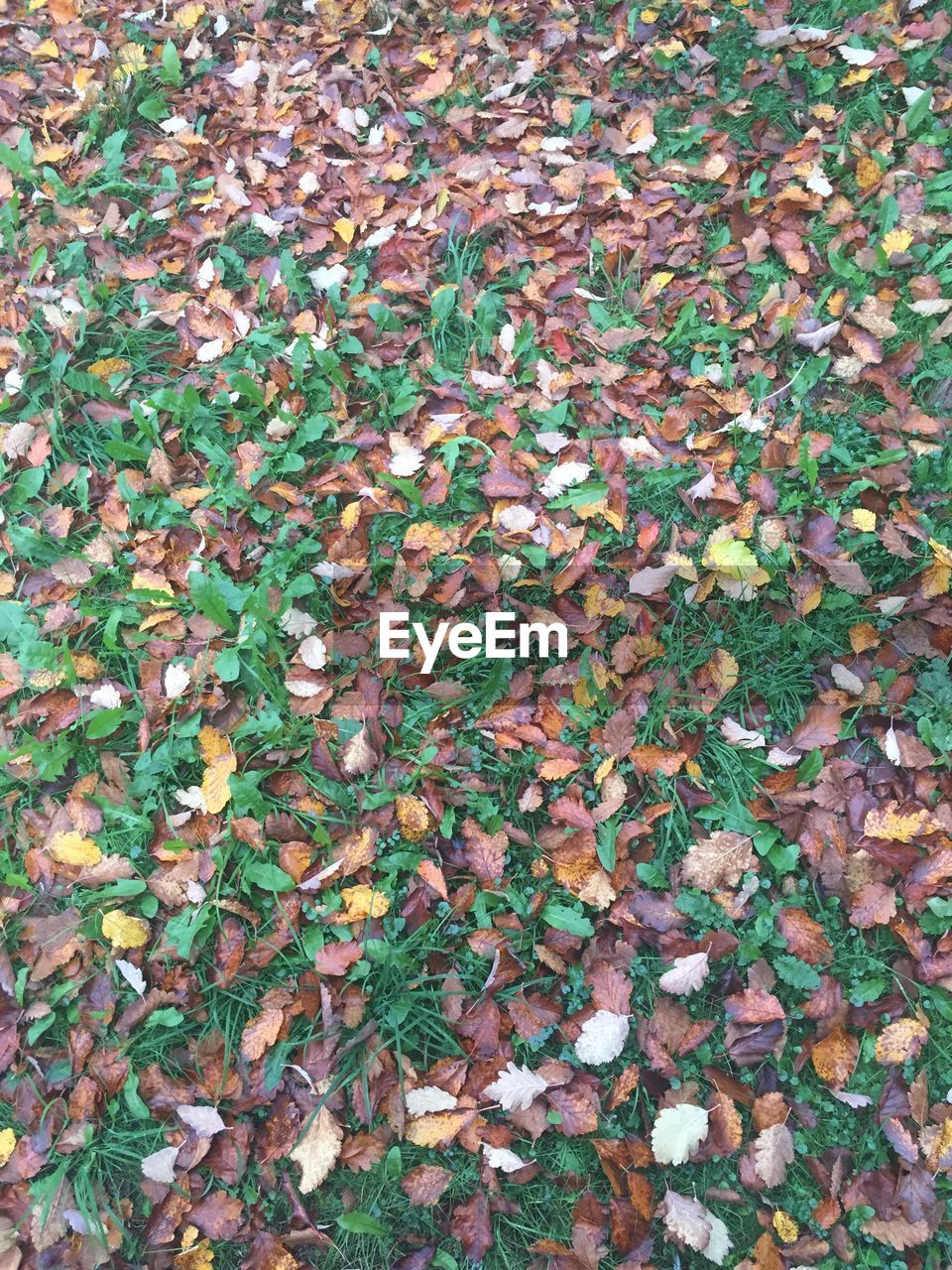 High angle view of autumn leaves on field