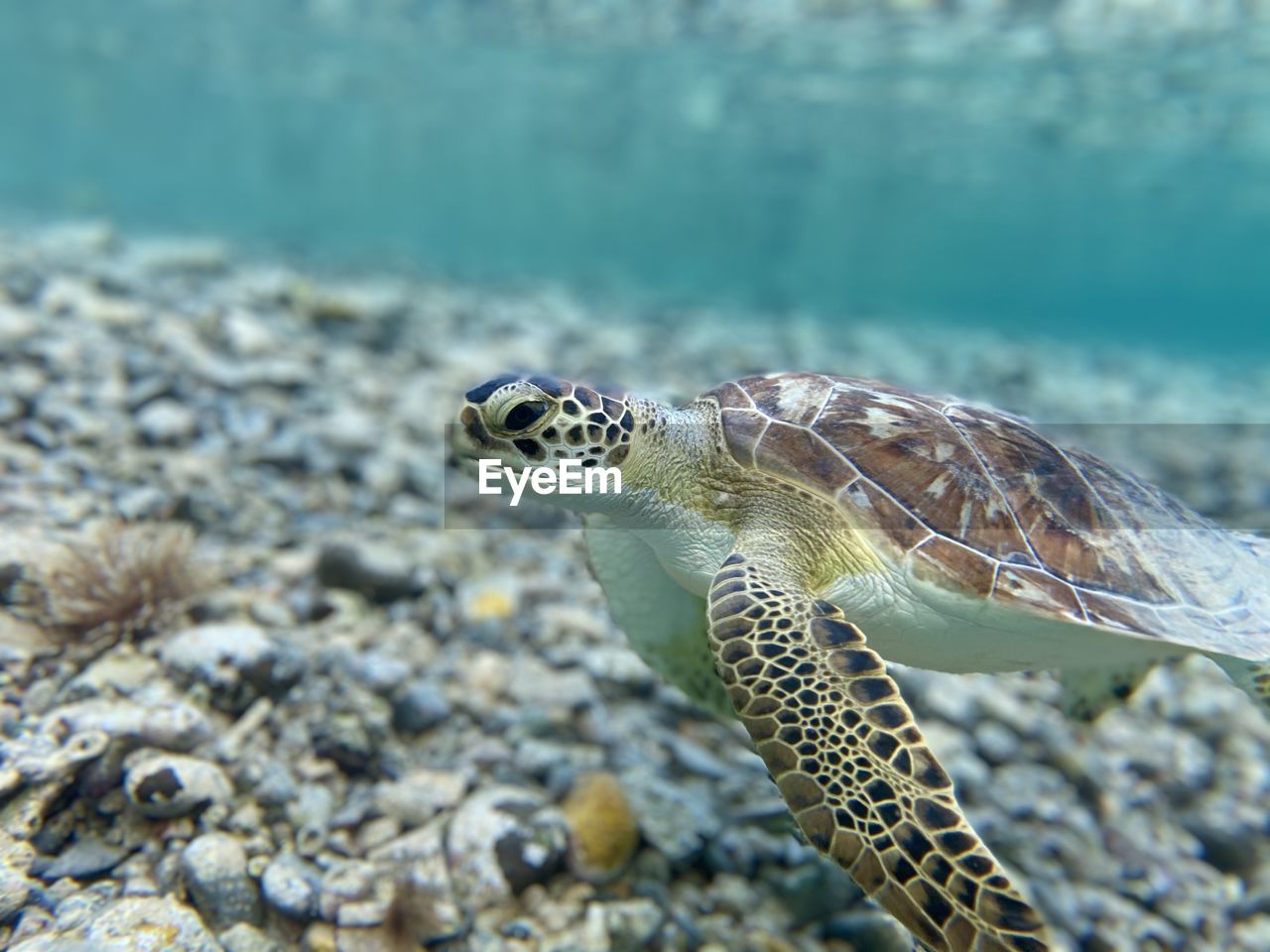 CLOSE-UP OF TURTLE SWIMMING