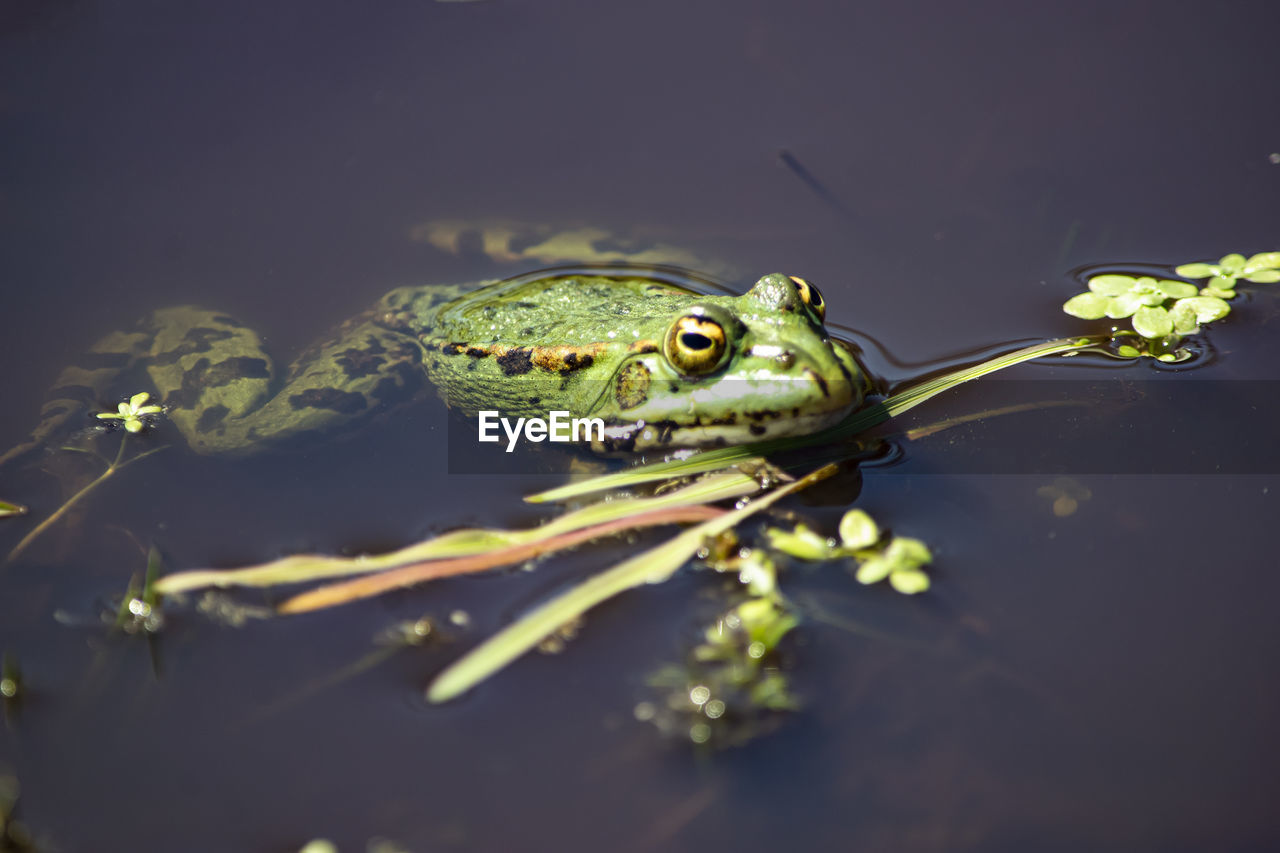 Close-up of frog in water