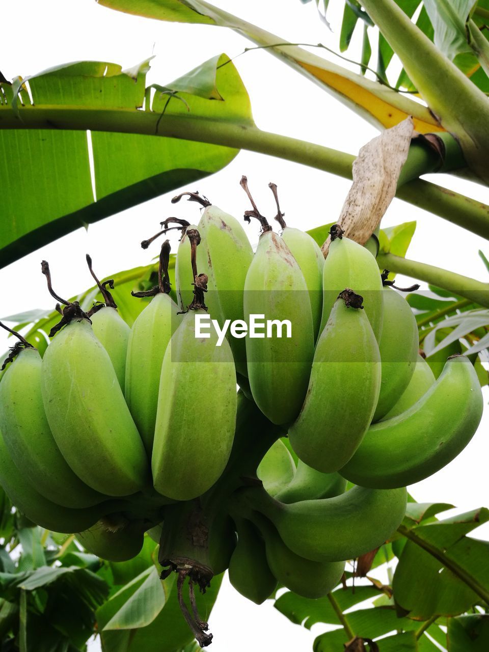 LOW ANGLE VIEW OF FRUIT TREE