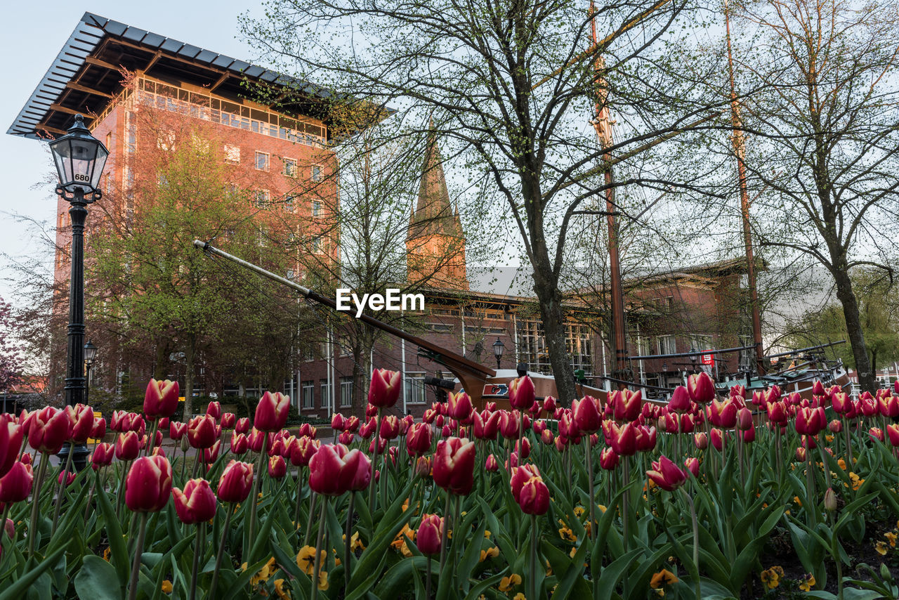 RED FLOWERING PLANTS AGAINST BUILDING