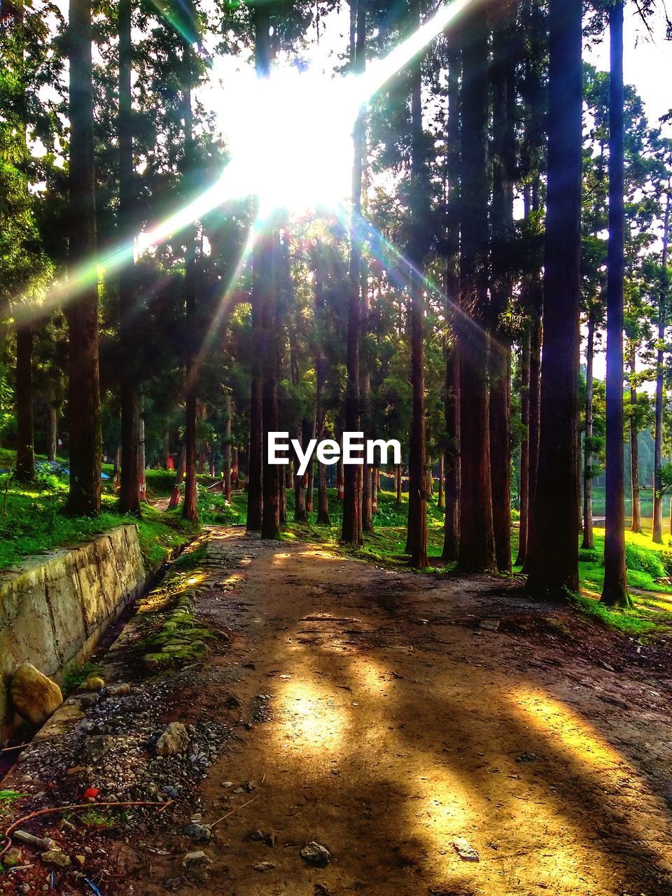 Sunlight streaming through trees in forest