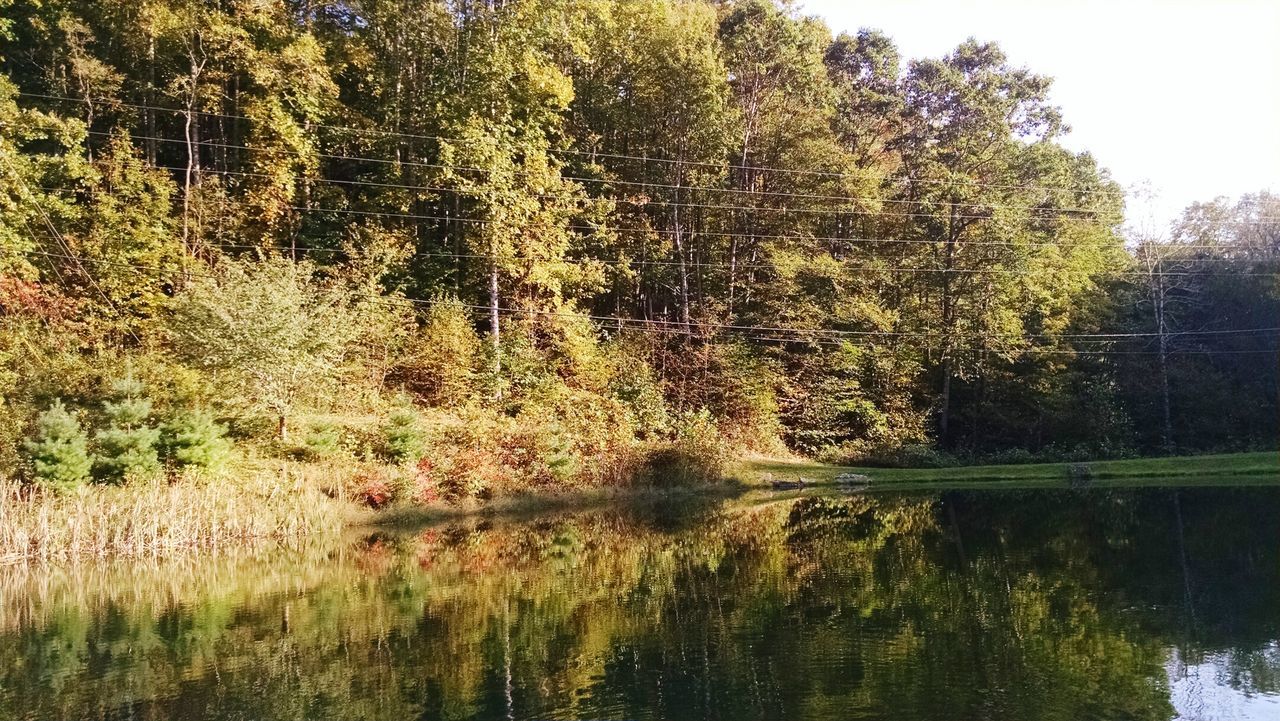 REFLECTION OF TREES IN LAKE