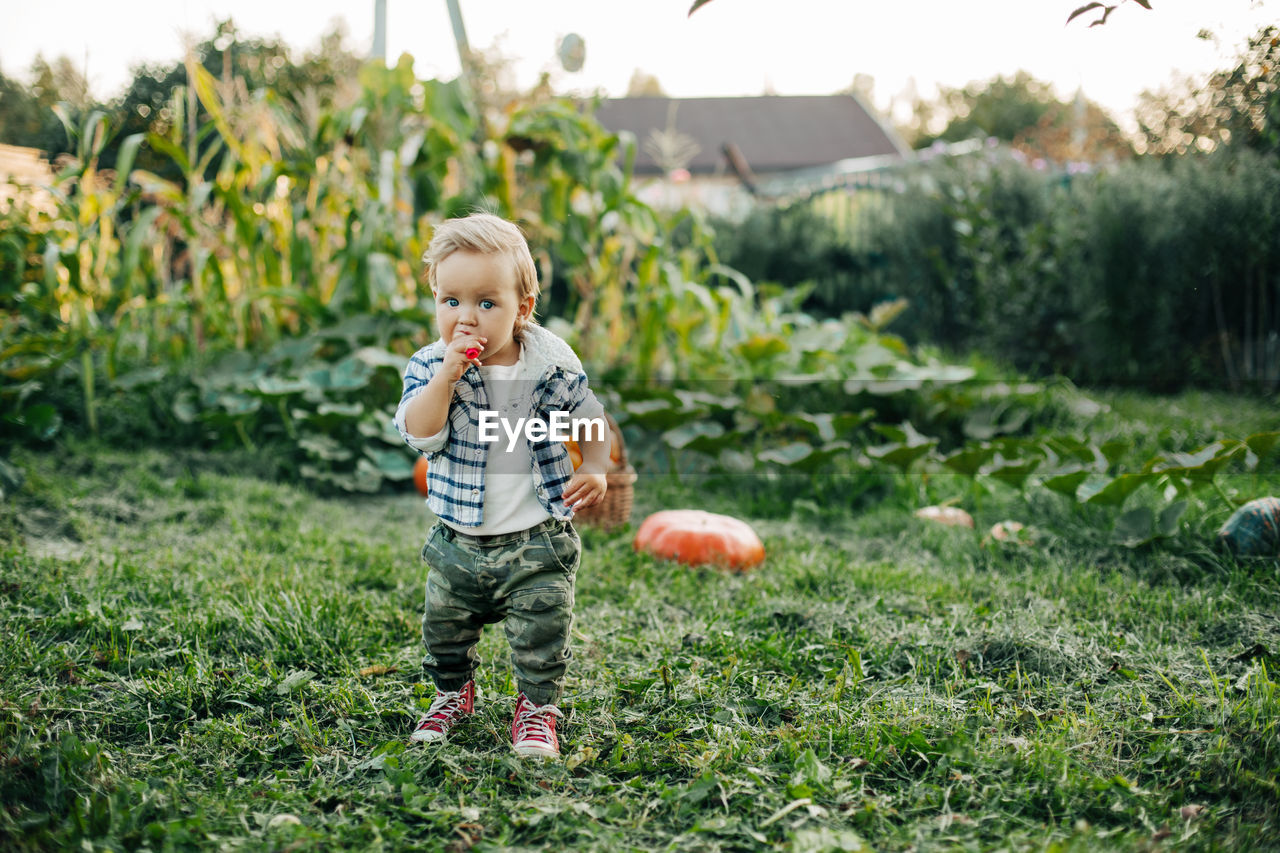 A little boy is playing in the garden against the background of pumpkin beds