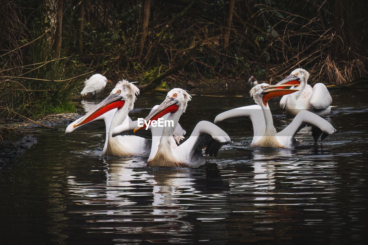 Group of pelicans swimming in lake