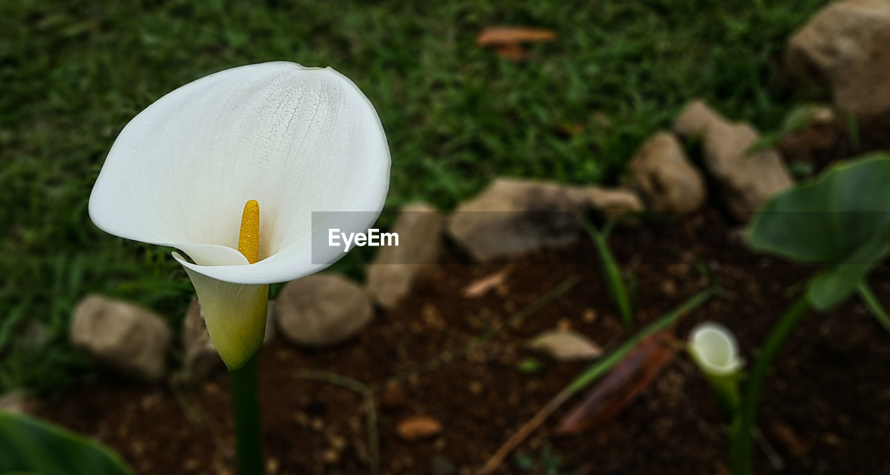 CLOSE-UP OF WHITE FLOWERING PLANT ON LAND