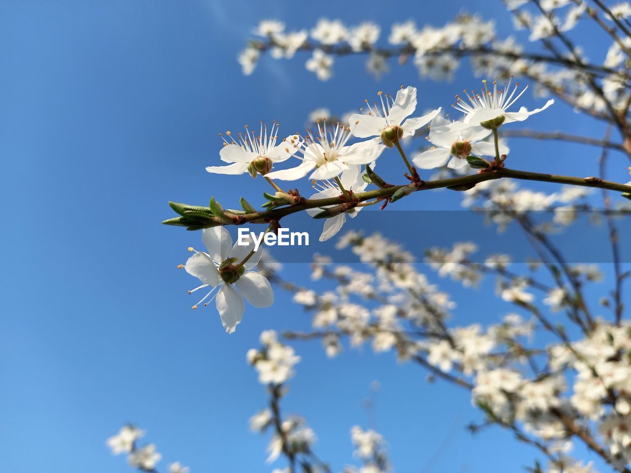 plant, flower, flowering plant, blossom, freshness, beauty in nature, fragility, tree, springtime, nature, branch, growth, sky, white, blue, spring, close-up, no people, flower head, focus on foreground, produce, clear sky, inflorescence, twig, low angle view, day, outdoors, fruit tree, botany, petal, cherry blossom, food, sunlight, sunny, food and drink, almond tree, selective focus, apple tree, agriculture