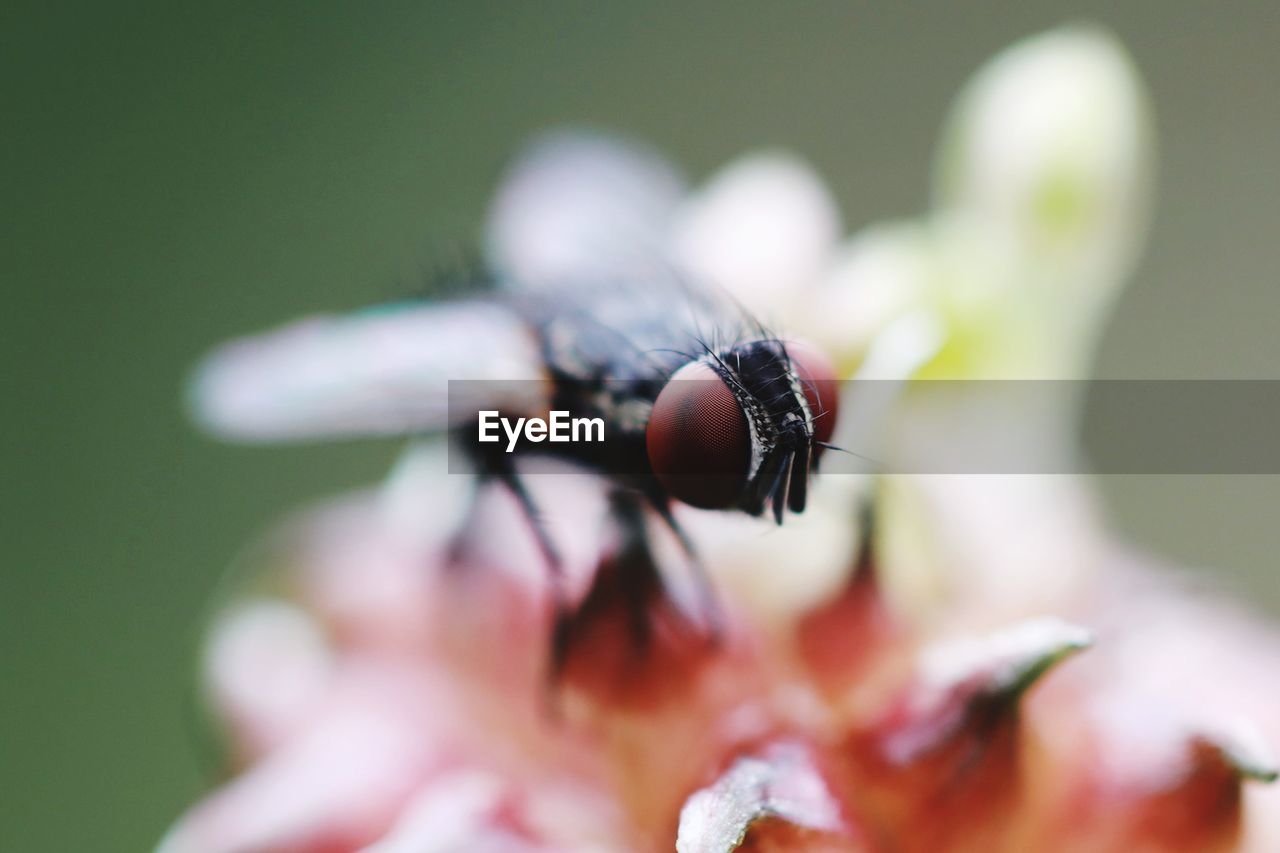 EXTREME CLOSE-UP OF FLY ON FLOWER