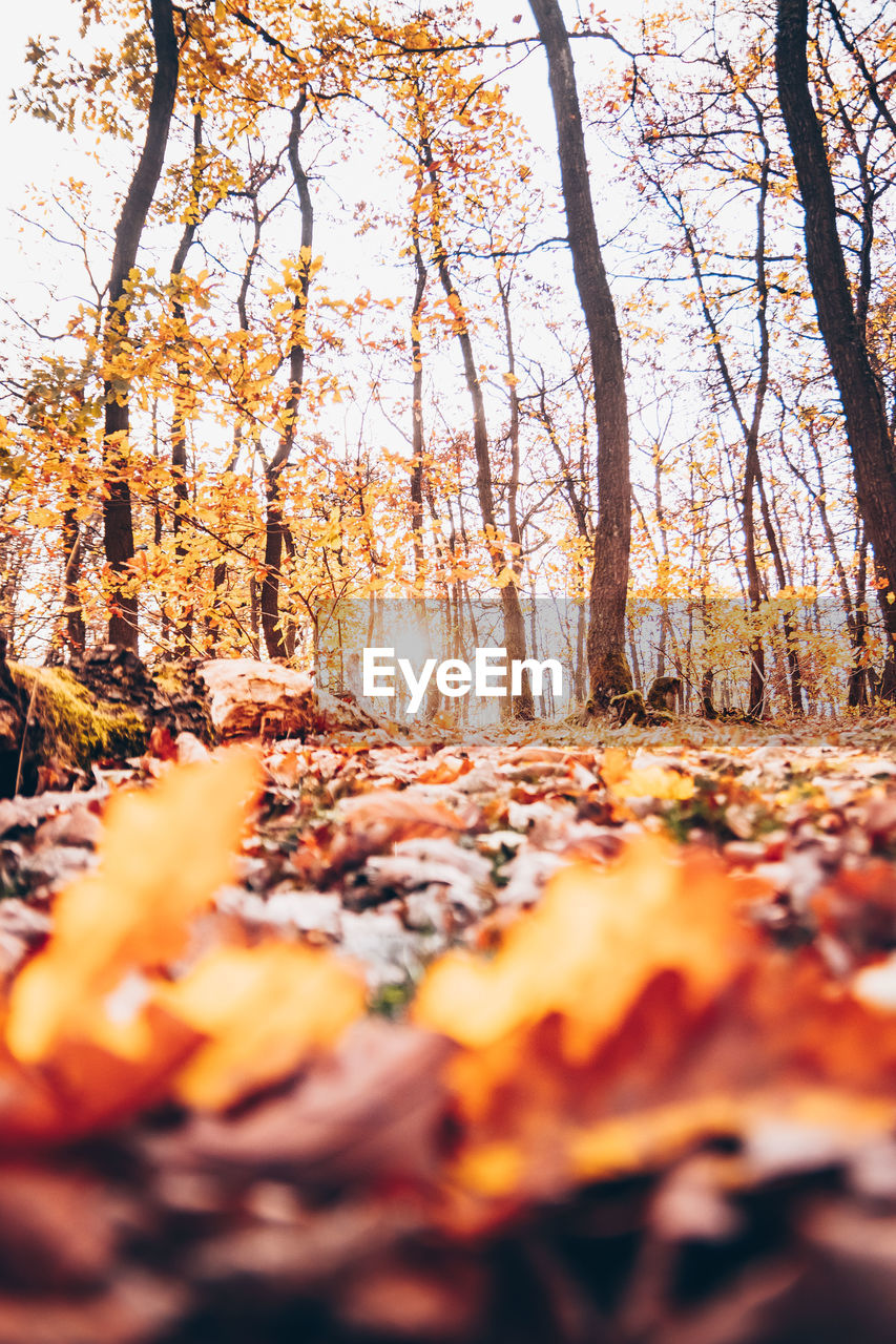 SCENIC VIEW OF AUTUMN TREES