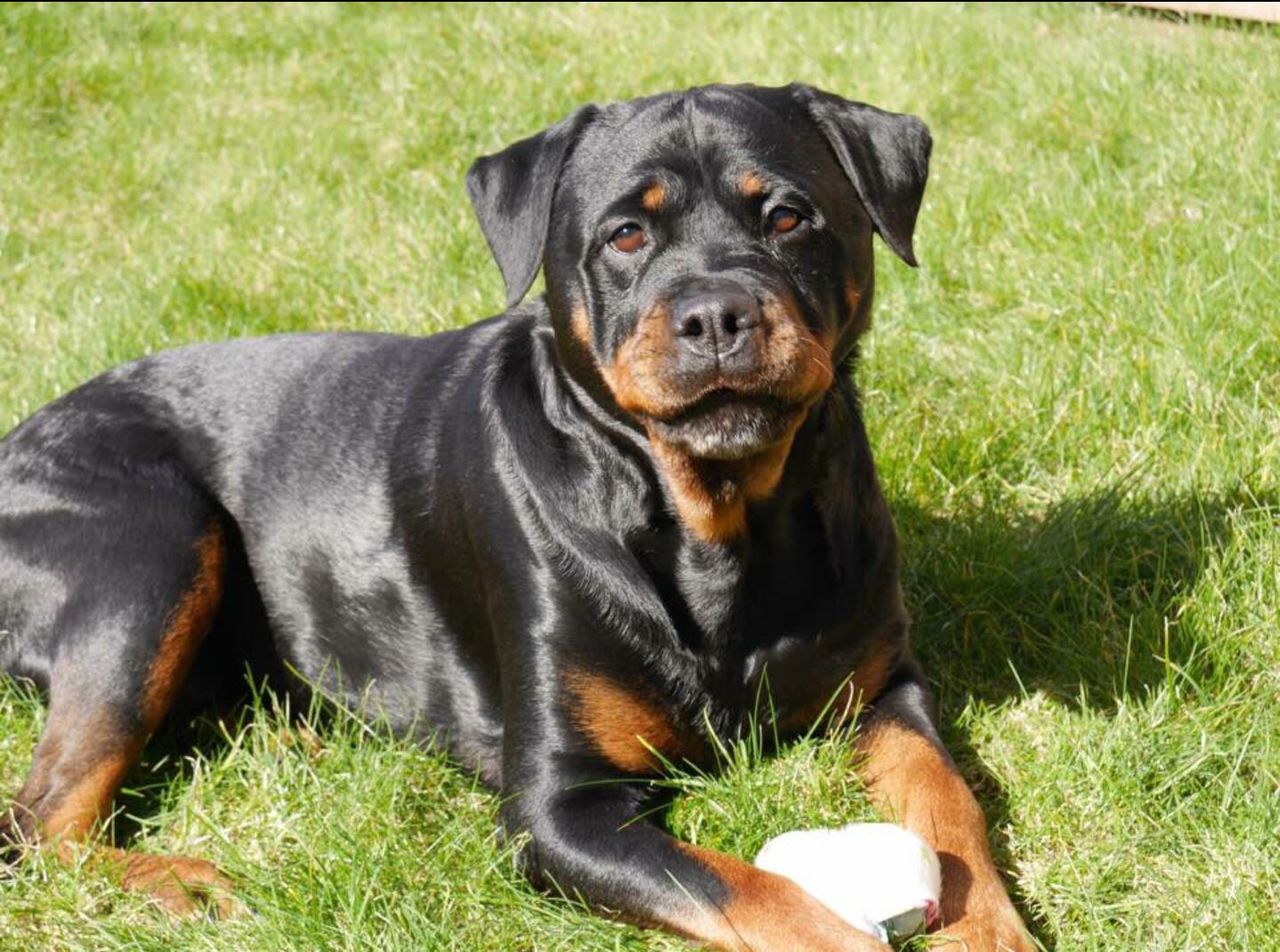 Dog relaxing on grassy field