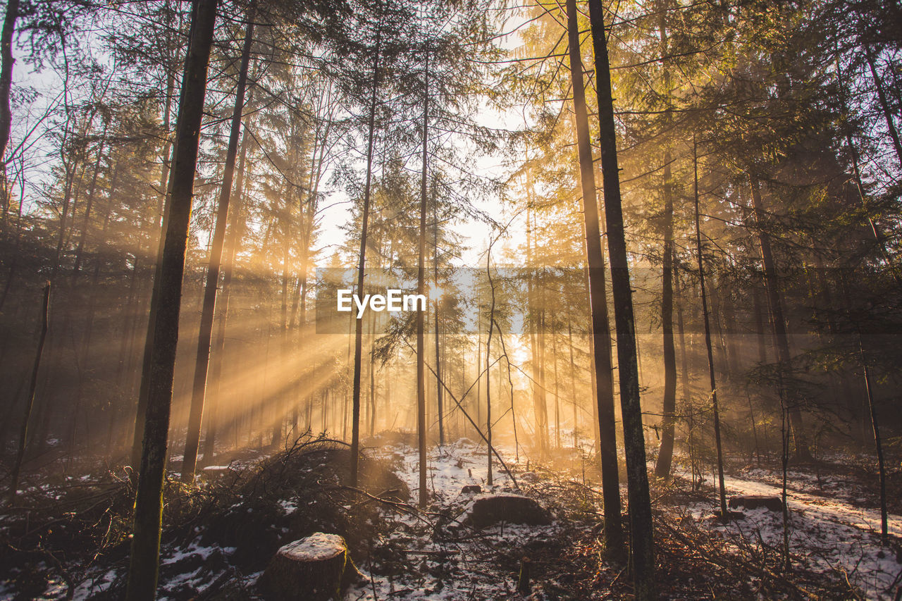 Sunlight streaming through trees in forest during winter