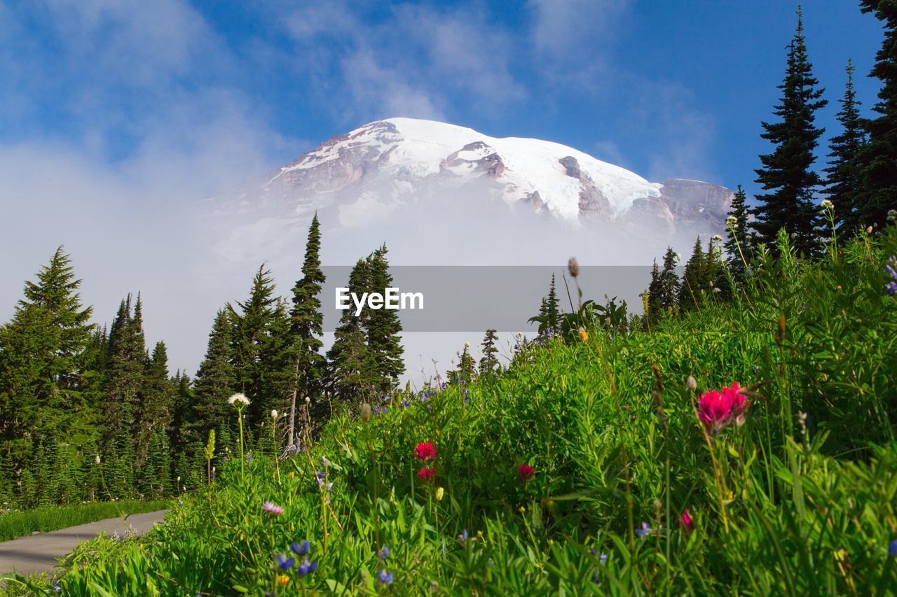 Snow covered mountains