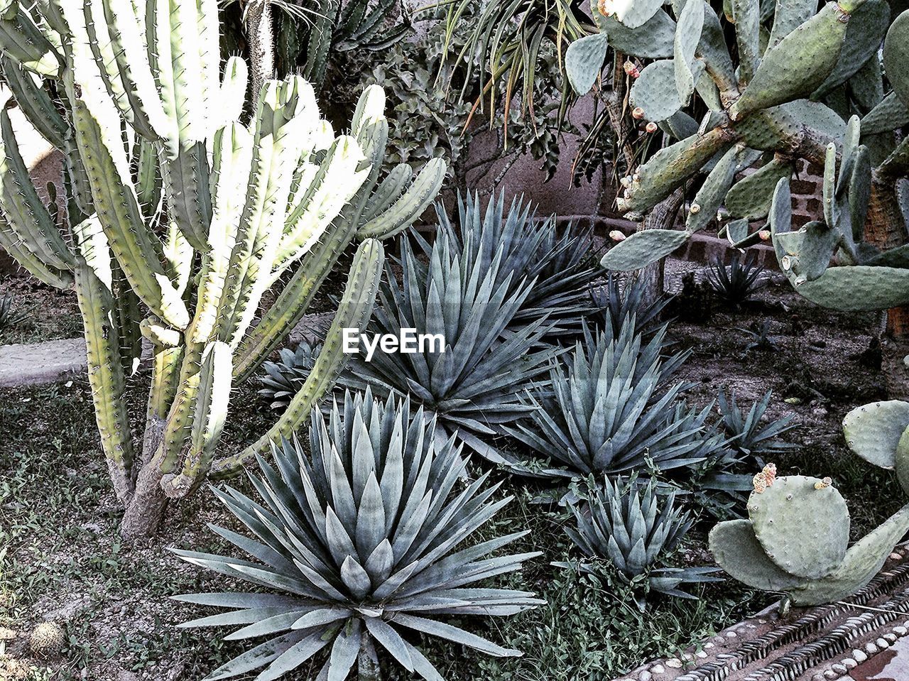 CLOSE-UP OF PLANT GROWING OUTDOORS