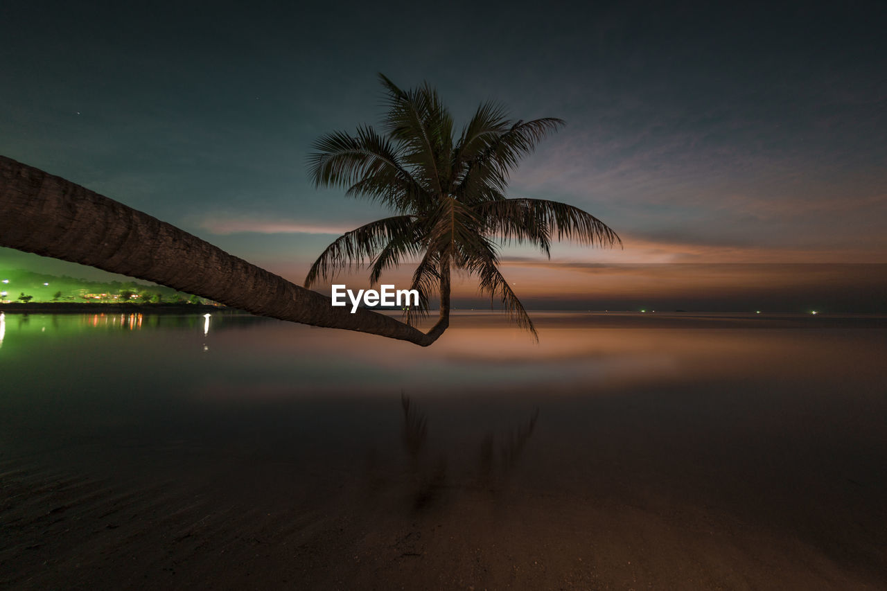 PALM TREE BY SWIMMING POOL AT SUNSET