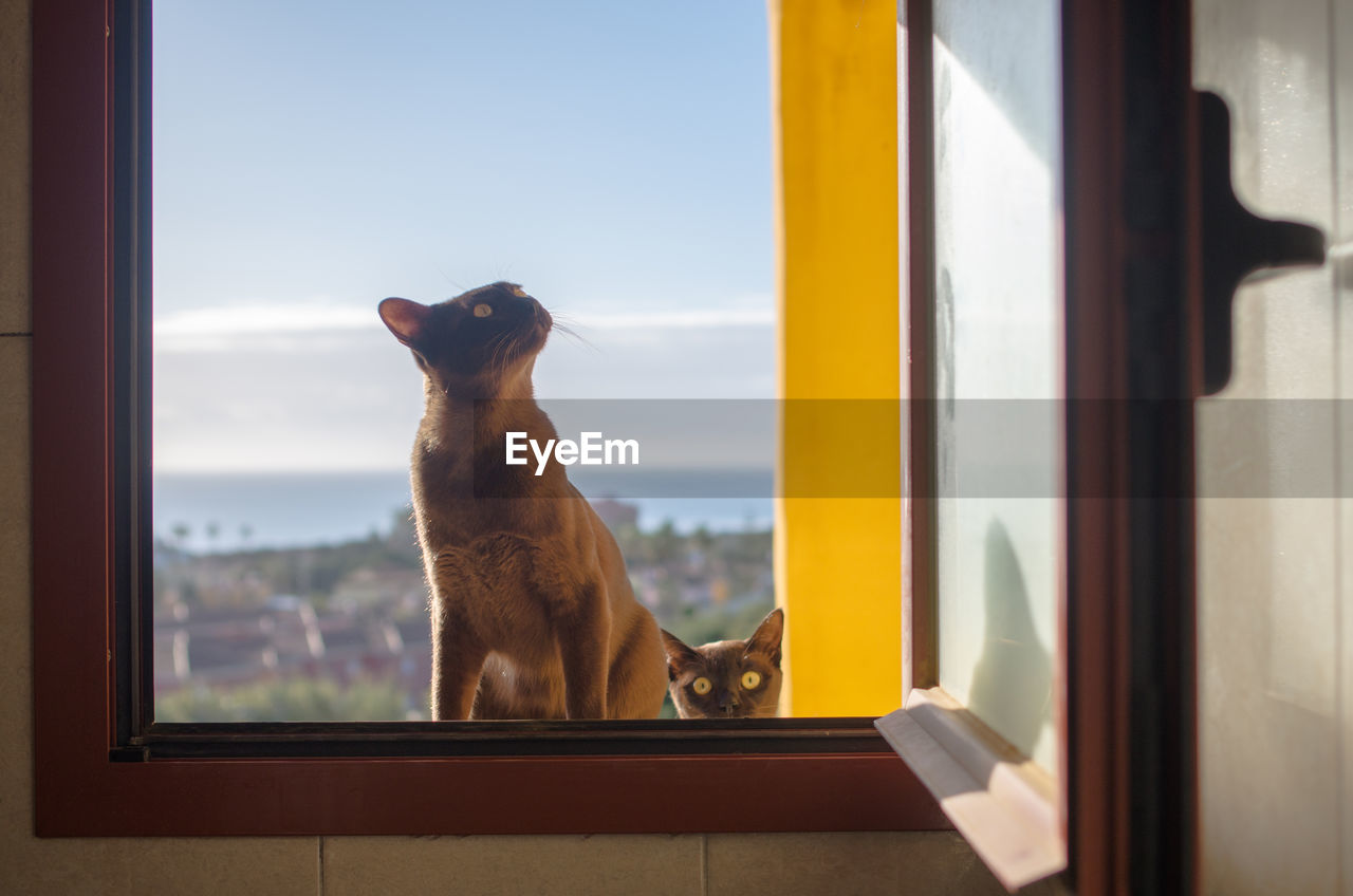 Close-up of cat looking through window