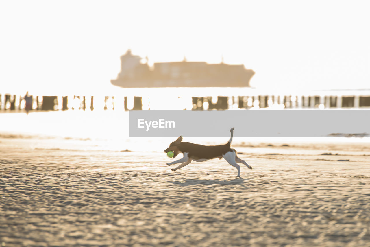 Side-view of dog carrying ball in mouth