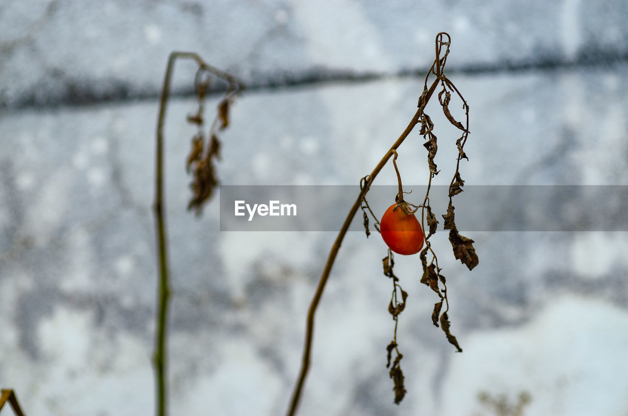 winter, snow, branch, fruit, focus on foreground, leaf, spring, nature, food, no people, food and drink, healthy eating, cold temperature, day, twig, macro photography, hanging, close-up, plant, outdoors, freezing, flower, ice, red, tree, autumn, frozen, selective focus, freshness, frost, wellbeing