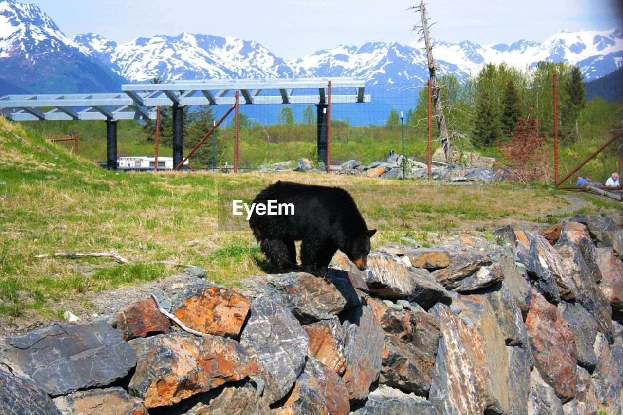 Black bear on rocks at zoo