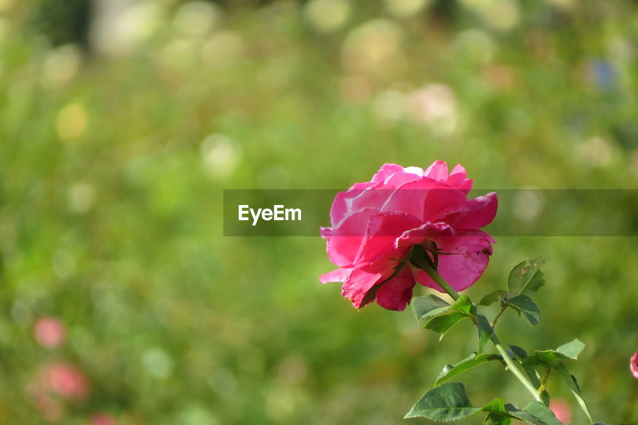 CLOSE-UP OF PINK ROSE