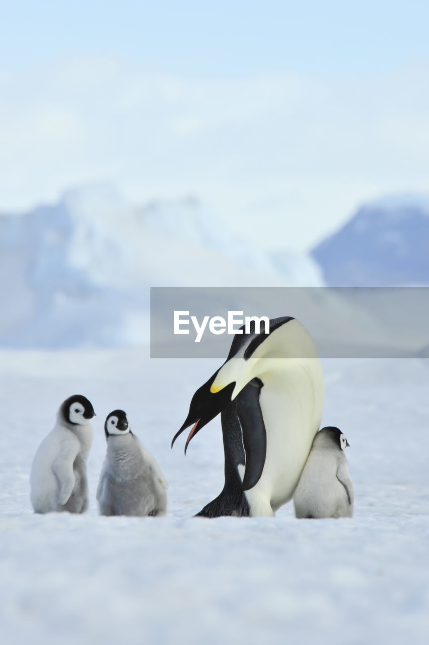 VIEW OF WHITE BIRDS ON SNOW COVERED LANDSCAPE