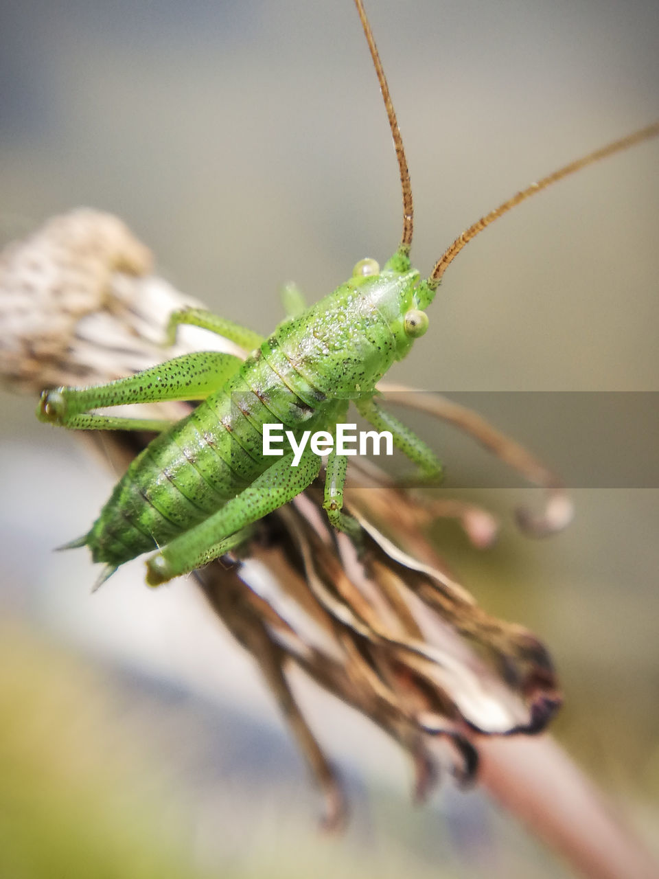 Close-up of a tiny green grasshopper on leaf