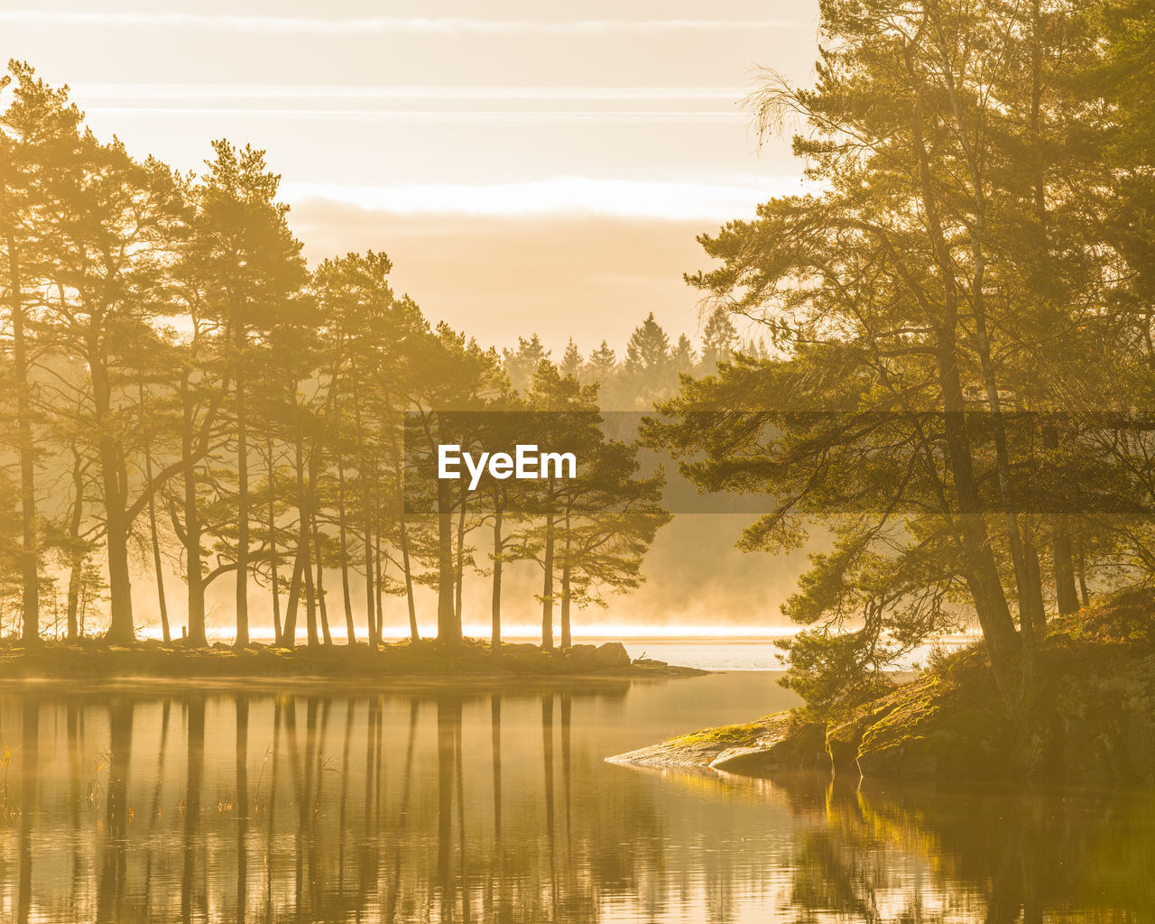 A peaceful sunrise in a swedish forest, with sun rays reflecting off the lake and fog 