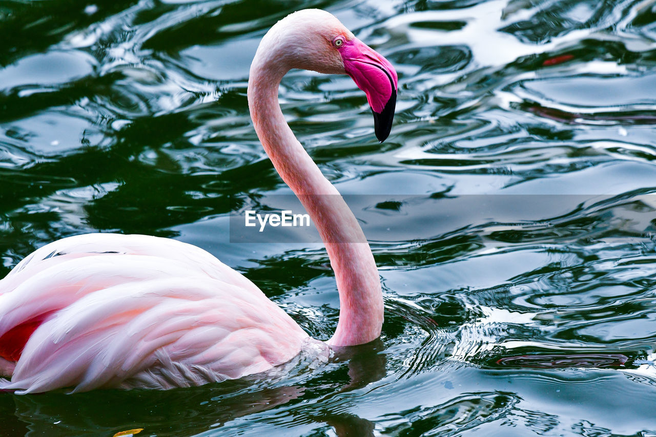 Close-up of a flamingo in a lake