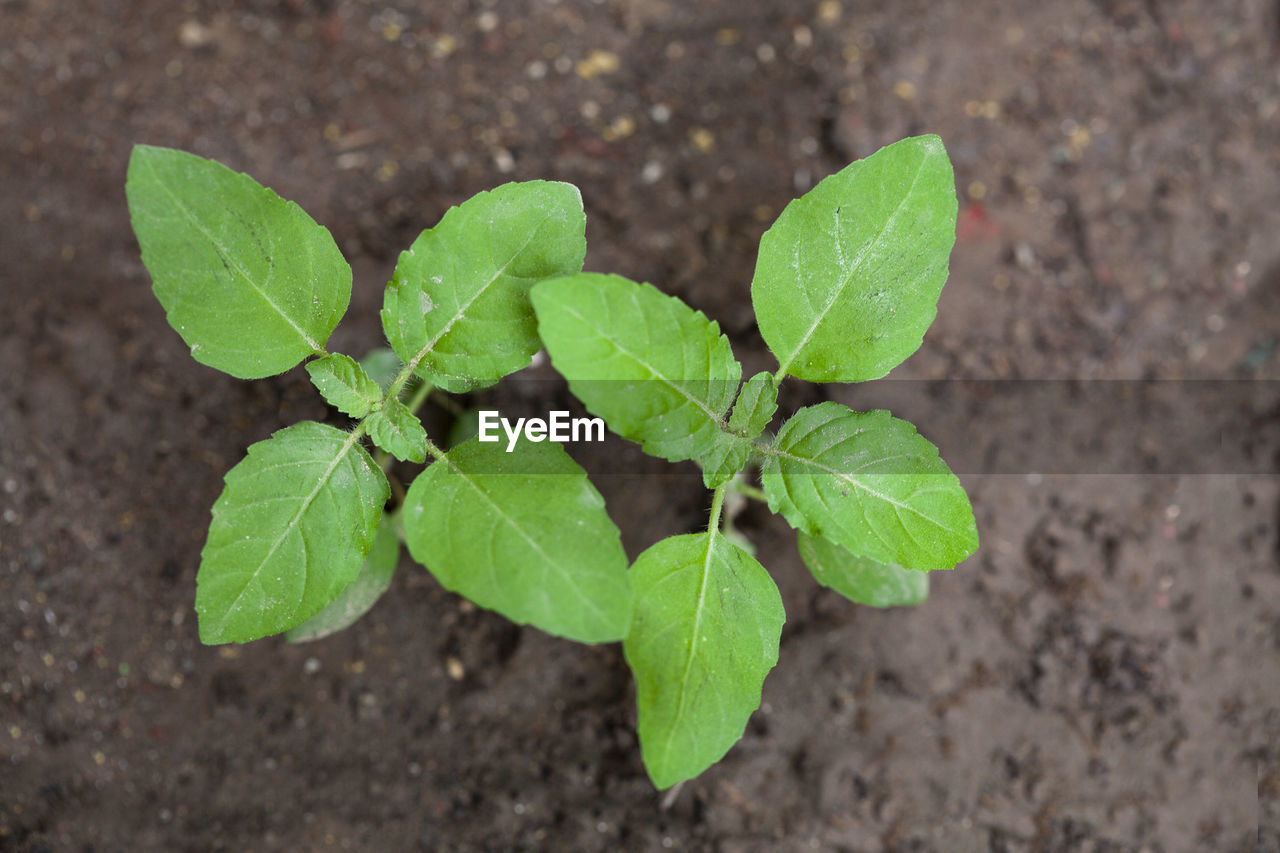 Holy basil leaves small plant ayurveda medicine