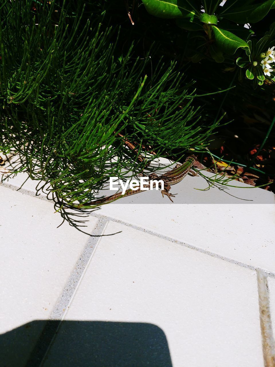 HIGH ANGLE VIEW OF GREEN PLANT ON LAND