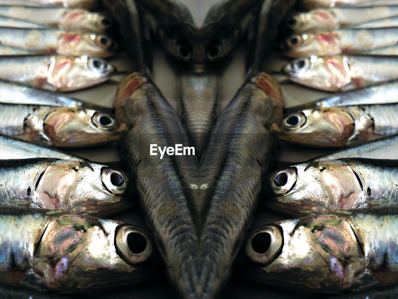 STACK OF FISH FOR SALE