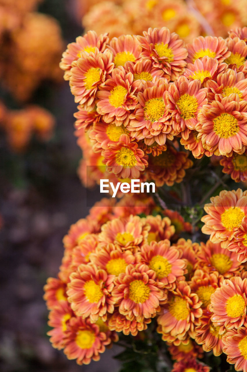 CLOSE-UP OF YELLOW FLOWERS