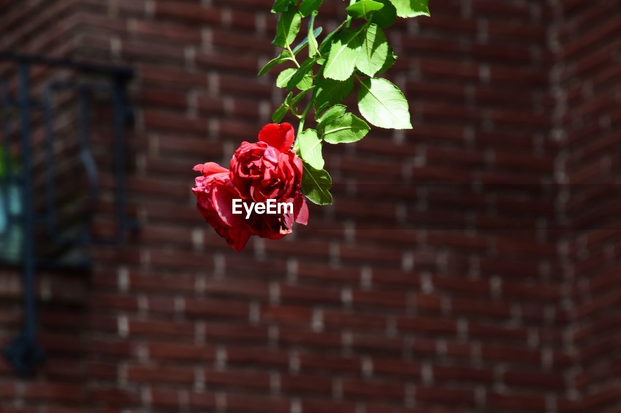 Close-up of red rose on wall