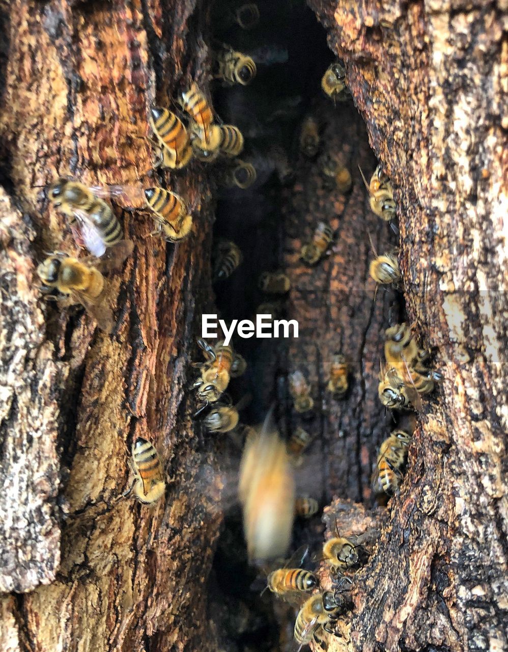 CLOSE-UP OF AN TREE TRUNK