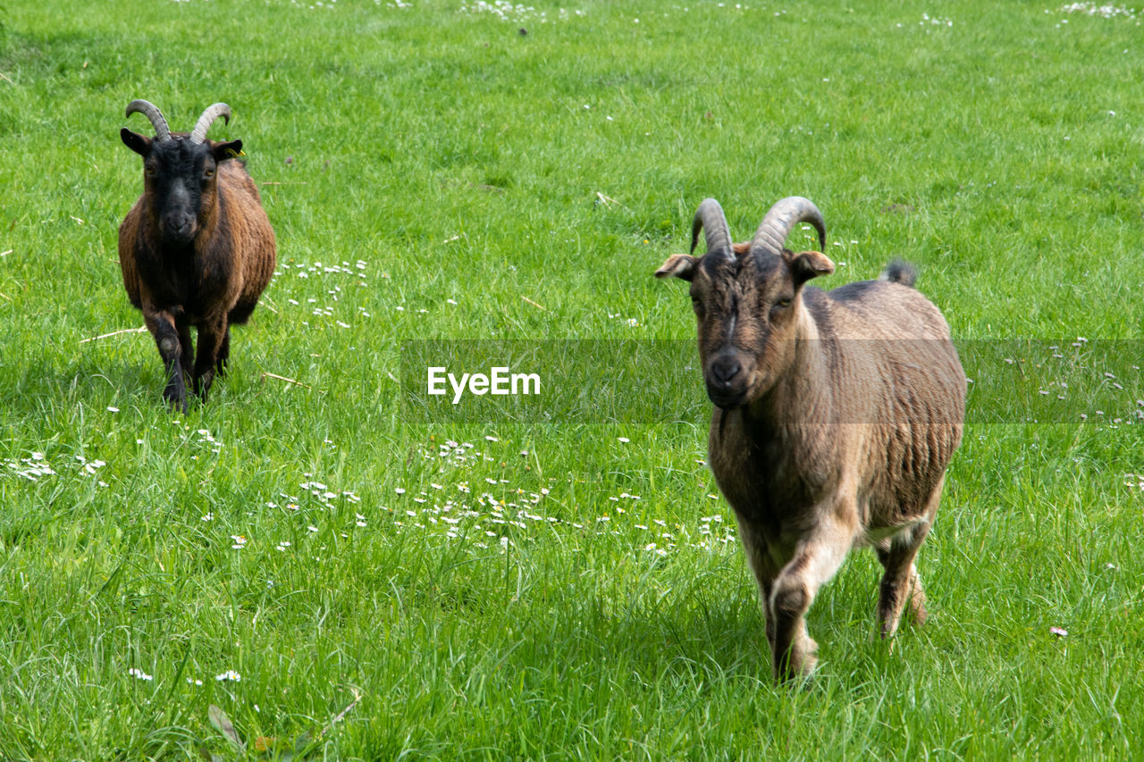 HERD OF A SHEEP ON FIELD