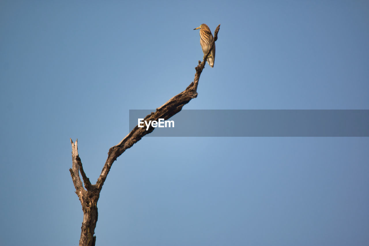 LOW ANGLE VIEW OF BIRD PERCHING ON BARE TREE AGAINST SKY