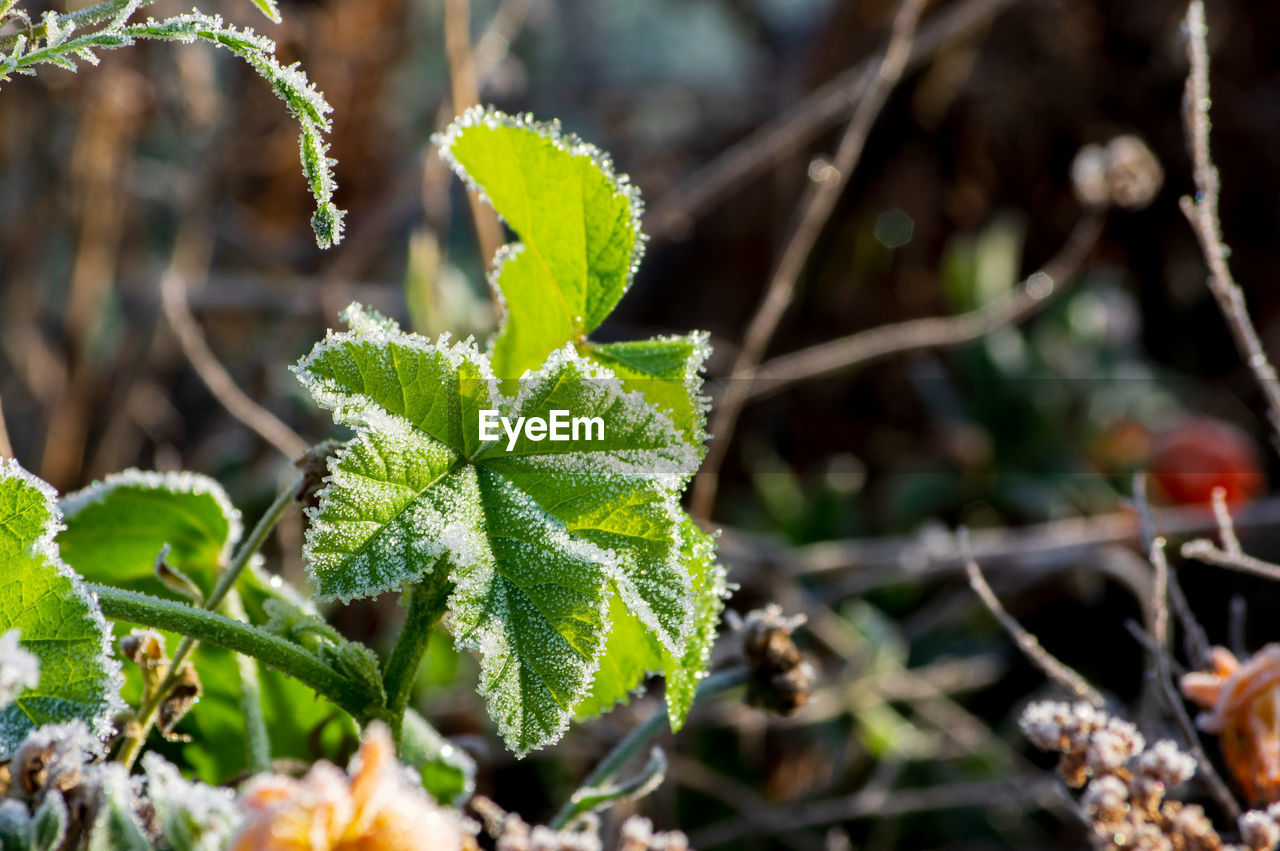 Close-up of fresh green leaves on field